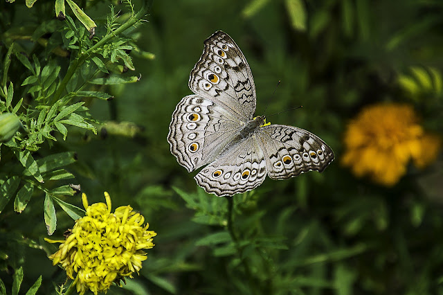 gray pansy 1644189 1280